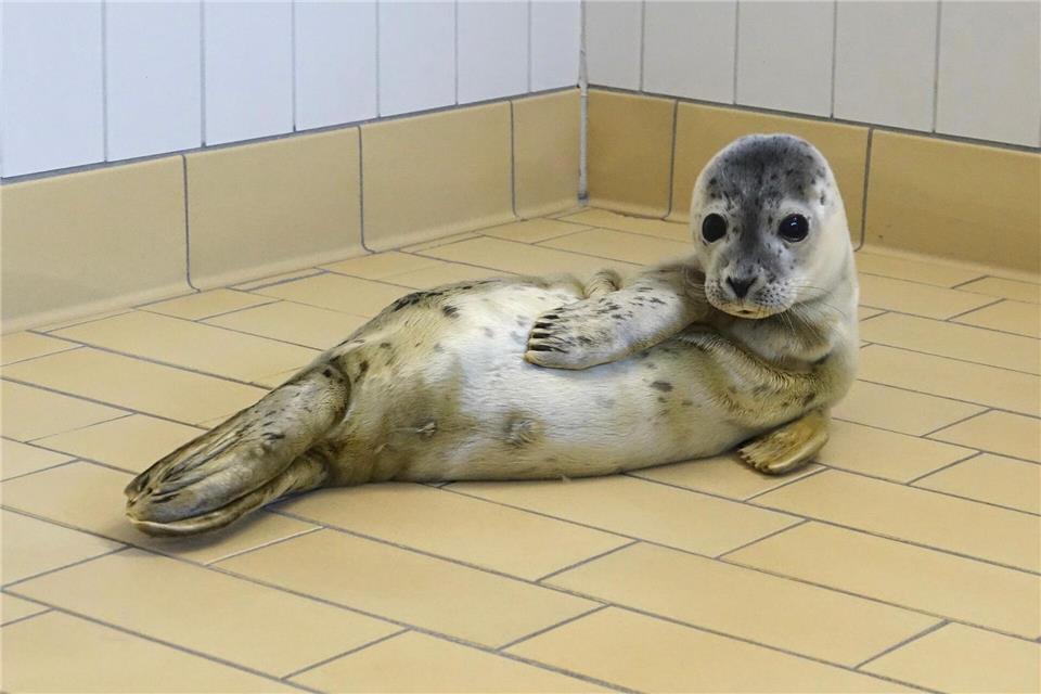 Ernie wurde ohne Mutter auf Borkum gefunden.-/Seehundstation Norddeich/dpa
