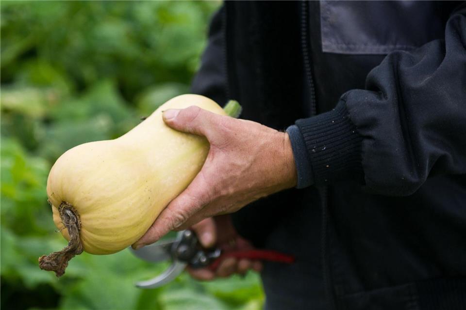Kürbis-Boom: Pumpkin ist populär  Ernte eines Kürbisses der Sorte Butternut. (Archivbild)picture alliance / dpa
