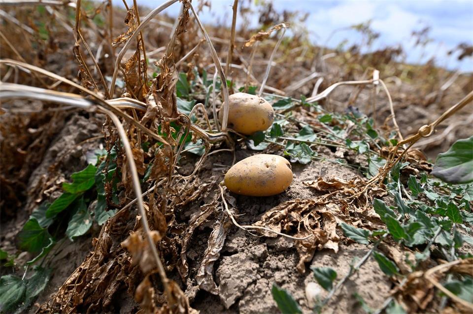 Ernte in Deutschland: Landwirte erwarten dickes Minus wegen extremer Trockenheit. (Archivbild)Roberto Pfeil/dpa