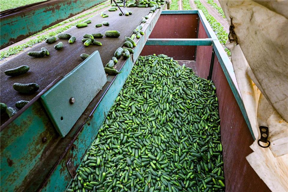 Ernteauftakt für Gurken im SpreewaldJens Kalaene/dpa