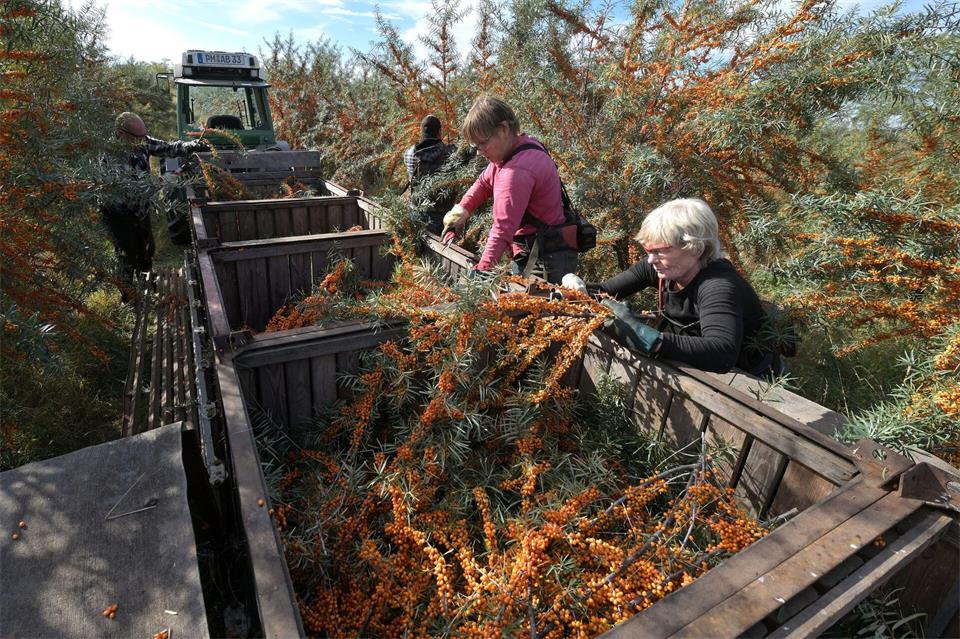 Erntehelfer legen die abgeschnittenen Zweige mit reifen Sanddornfrüchten in eine Erntebox.Michael Bahlo/dpa