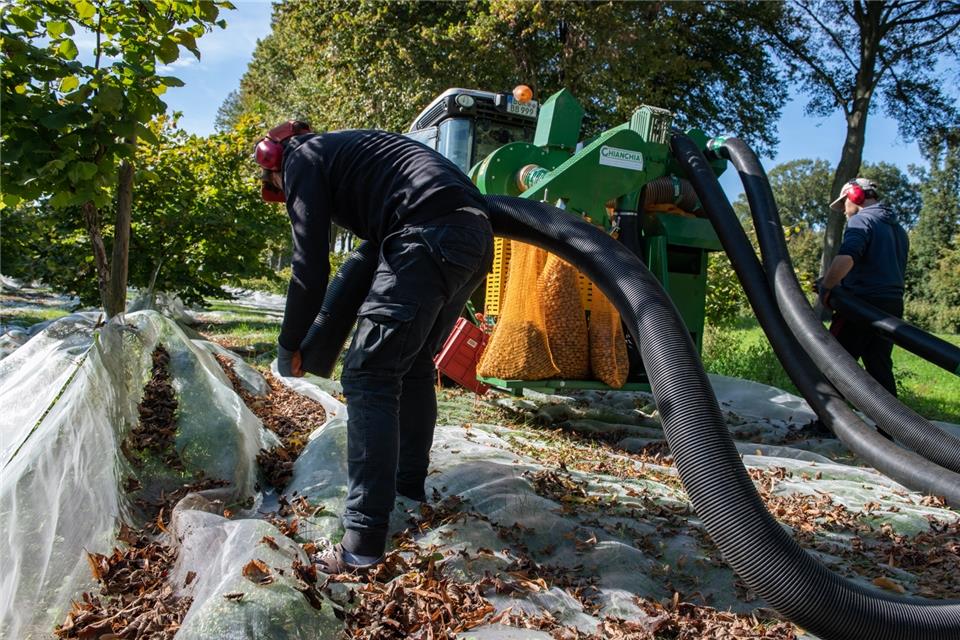 Erntehelfer unterstützen die Familie Böckenhoff in diesen Tagen bei der Arbeit.