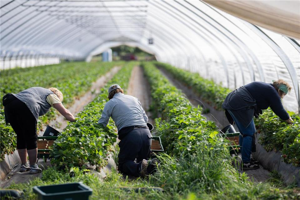 Erntehelferinnen pflücken Erdbeeren in einem Folientunnel.Julian Stratenschulte/dpa