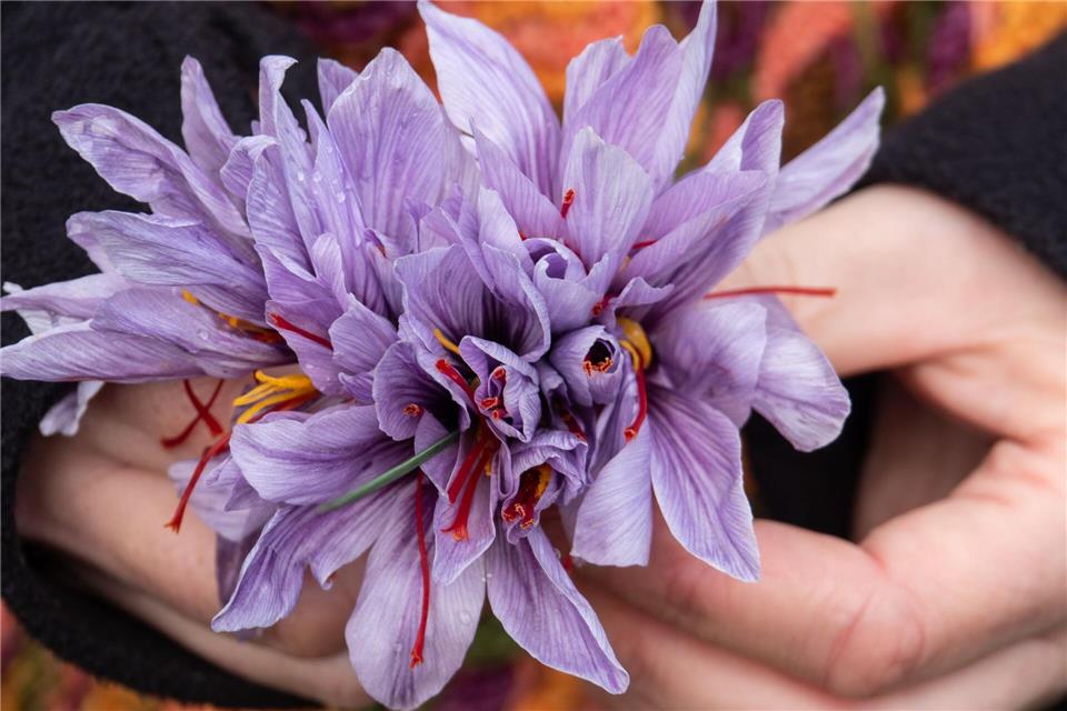 Erntezeit im Altenburger Land: Jeder Safranblüte wird einzeln per Hand gepflückt. Andreas Drouve/dpa-tmn