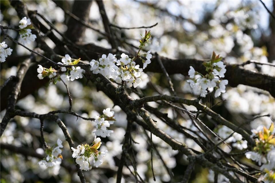 Erst am Montag soll sich die Sonne wieder zeigen. (Symbolbild)Pia Bayer/dpa