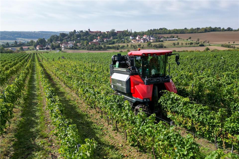 Winzer in Saale-Unstrut-Region starten Weinlese Erst die Trauben für den Federweißen - ab 15. September dann die große Weinlese an Saale und Unstrut.Hendrik Schmidt/dpa