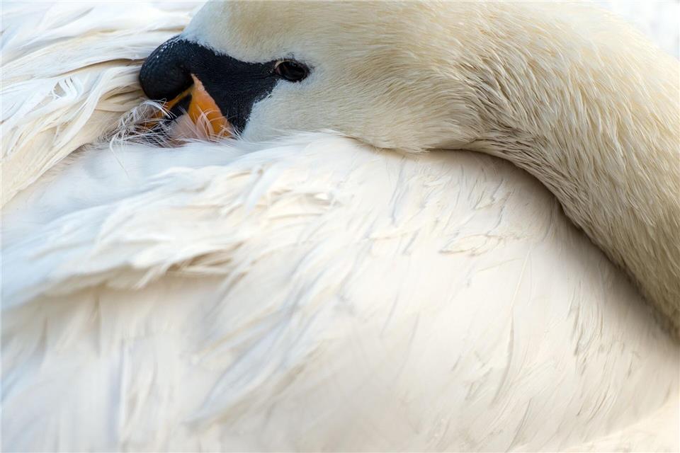 Erst nach dem Eintreffen der Polizei kam ein Schwan in einem Dorf in Mecklenburg-Vorpommern zur Ruhe. (Symbolbild)picture alliance / dpa