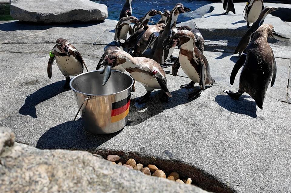 Erst waren die Pinguine unschlüssig, dann aber war der deutsche Eimer zuerst leergefuttert.Rene Priebe/dpa