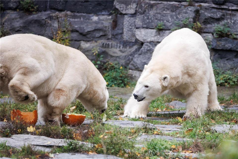 Halloween-Snack für Tonja und Hertha: Kürbis mit Honigmelone  Erst wurde gespielt, dann gespeist.Carsten Koall/dpa