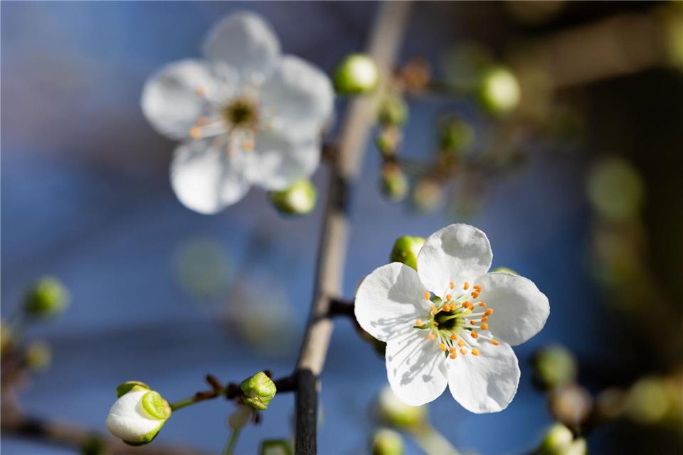 Erste Baumblüten Rolf Vennenbernd/dpa