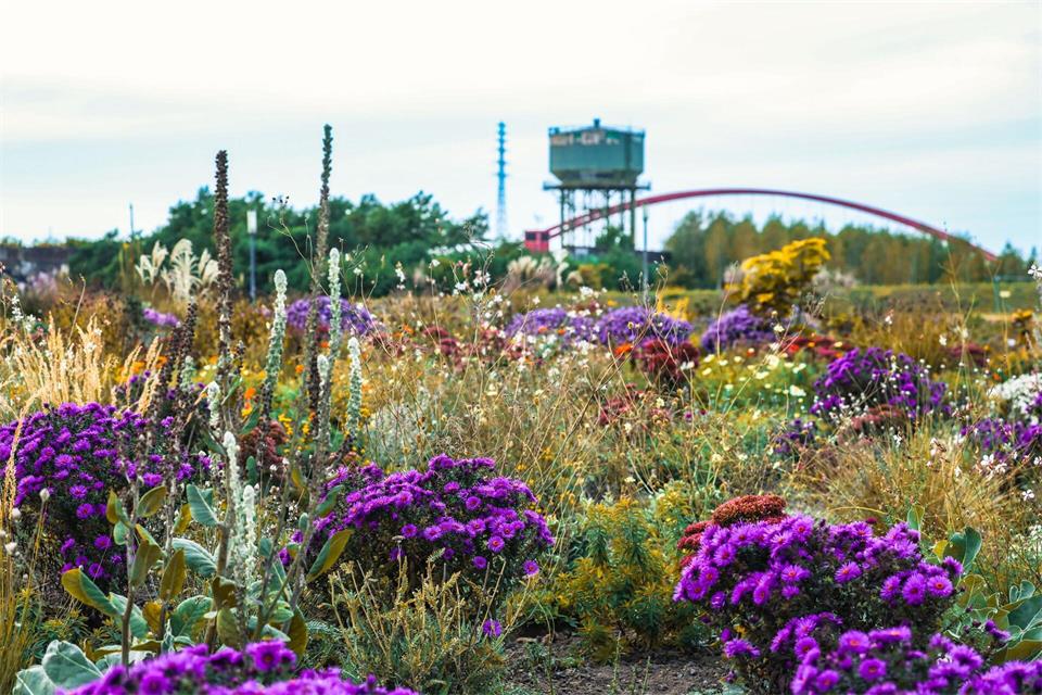Erste Blumen und Beete sind auf dem Gelände der Internationalen Gartenausstellung 2027 (IGA) im Rheinpark Duisburg zu sehen. Christoph Reichwein/dpa