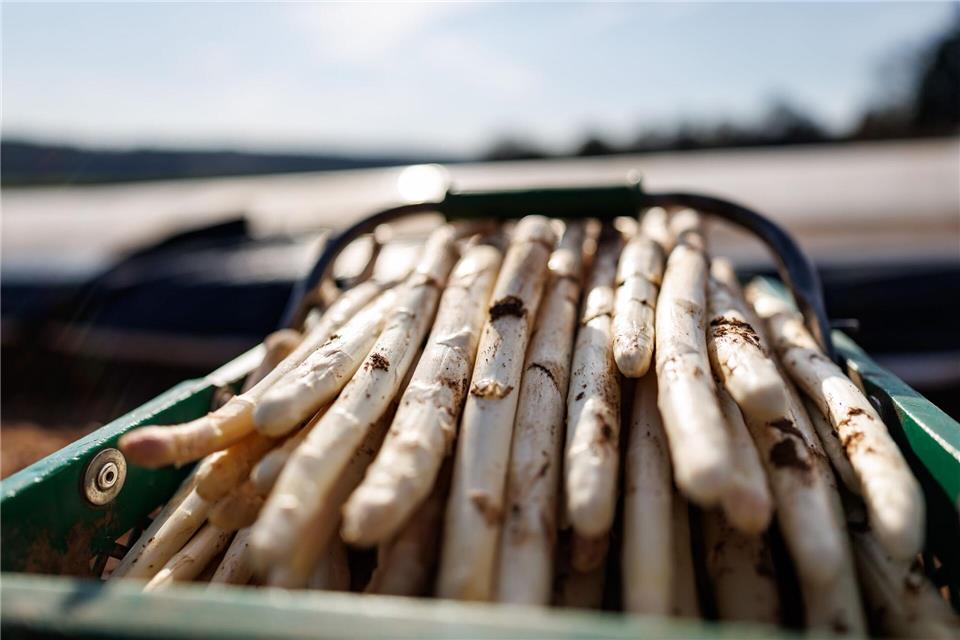 Erste SpargelernteDaniel Karmann/dpa