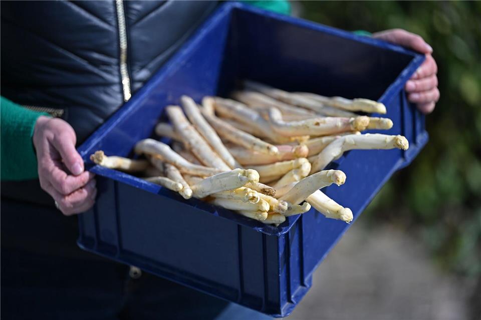 Ersten Spargel gibt es bereits.Michael Brandt/dpa