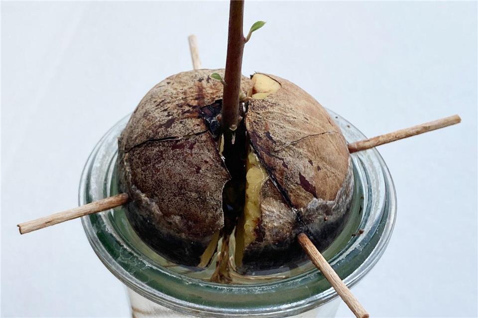 Erster Avocado-Spross: Sobald bei einem Avocadokern das erste Grün zu sehen ist, kommt das Glas auf die Fensterbank.Simone A. Mayer/dpa-tmn