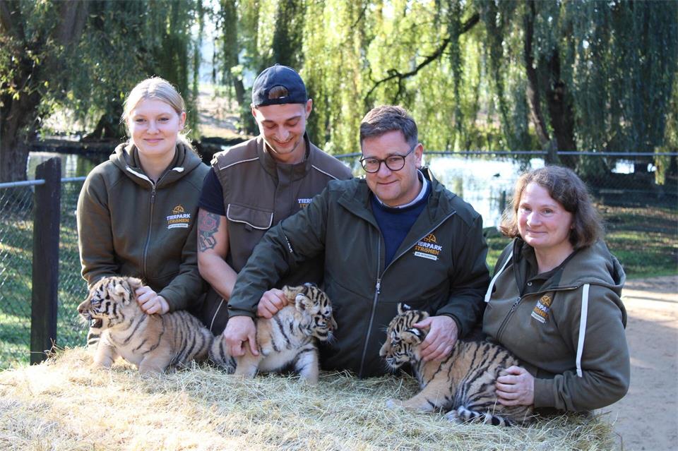 Erster Gesundheits-Check: die drei kleinen Amur-Tiger werden unter anderem gechippt.Kai Moorschlatt/dpa