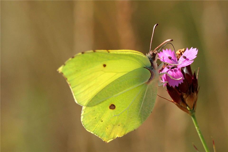 Erster Schmetterling des Jahres: Zitronenfalter sind an warmen Frühlingstagen unterwegs.Patrick Pleul/dpa/dpa-tmn