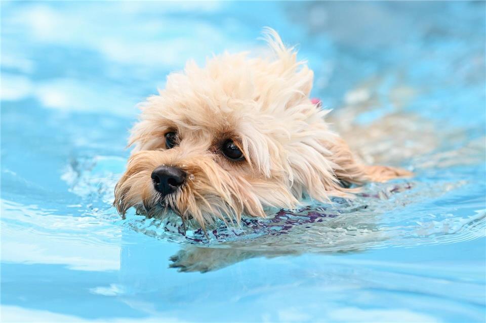 Erstmals dürfen zum Saisonabschluss auch in Berlin Hunde in zwei Freibädern ins Wasser. (Symbolbild)Uwe Anspach/dpa