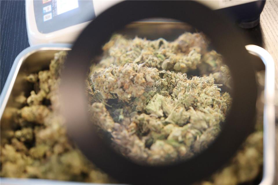 Kiffer freuen sich: Erfurter Club gibt erste Ernte ab Erstmals hat der Cannabis Social Club Erfurt e.V. Cannabis an Vereinsmitglieder abgegeben.Bodo Schackow/dpa