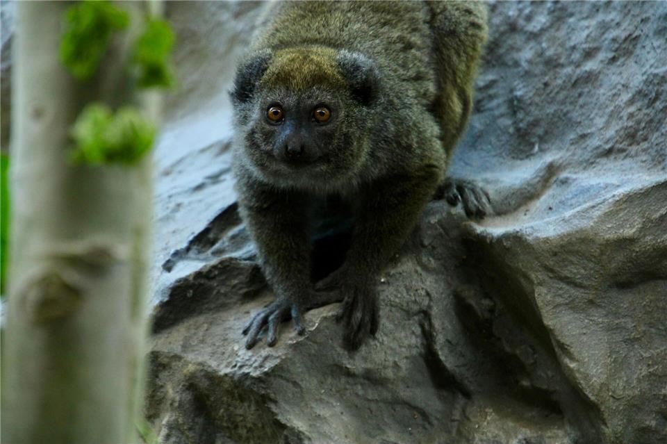 Erstmals leben zwei Tiere der bedrohten Primatenart in dem Zoo. (Handoutbild)Ben Ulrich/Zoo Neuwied/dpa