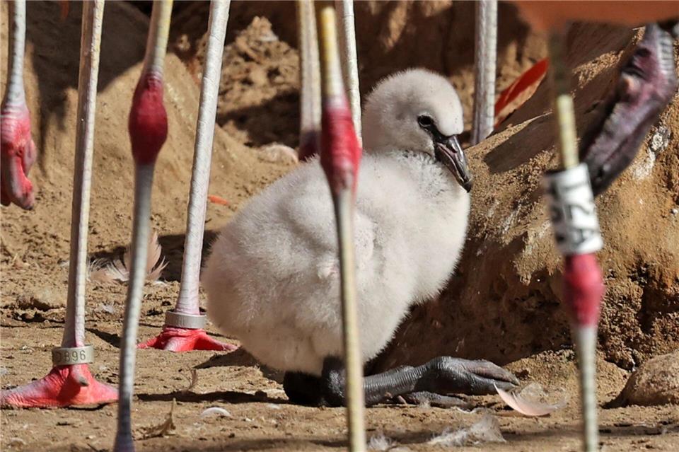 Erstmals seit zwölf Jahren: Flamingoküken im Vogelpark Marlow geschlüpftBernd Wüstneck/dpa