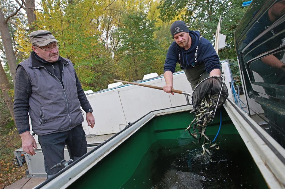 Erstmals sind am Samstag im Rahmen des Wanderfischprogramms Sachsen-Anhalt insgesamt 50.000 halbjährige Junglachse in die Bode gesetzt worden.Matthias Bein/dpa
