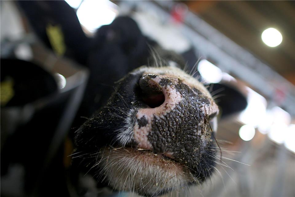 Erstmals sind in Europa bei einer Kuh Antikörper gegen die Vogelgrippe festgestellt worden. (Symbolbild)Oliver Berg/dpa