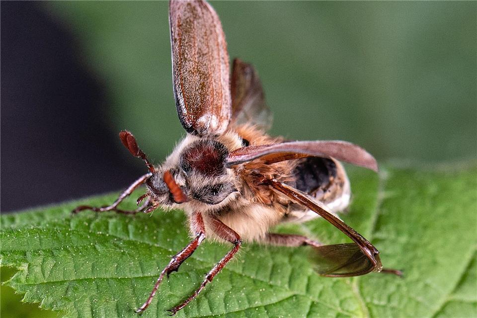 Erwachsene Käfer fressen die frischen Blätter von Laubbäumen. (Archivbild)Boris Roessler/dpa