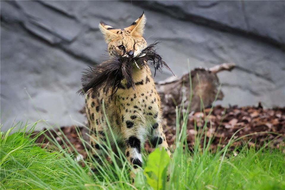 Erwischt: Ein junger Serval hat Beute gemacht.Christian Charisius/dpa