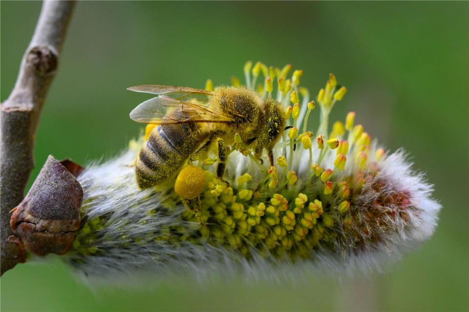 Es braucht mehr wildbienenfreundliche Gärten und Balkone, sagt der Experte vom Hymenopterendienst des Nabu Berlin. (Symbolbild)Patrick Pleul/dpa