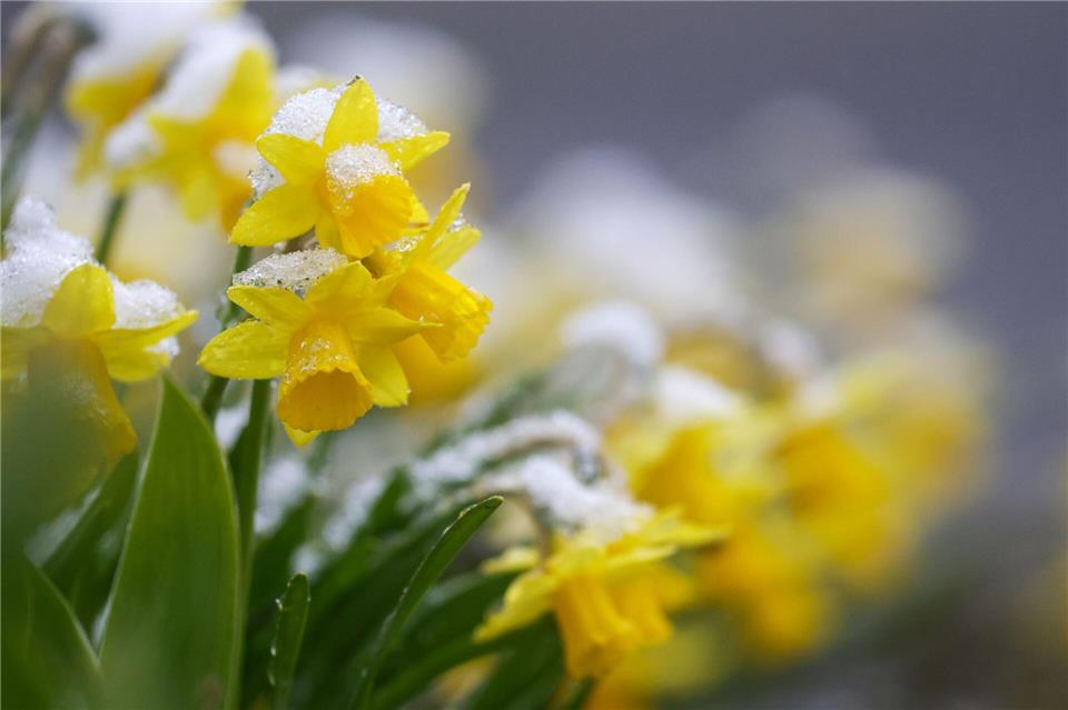 Es fällt weiter Neuschnee in Baden-Württemberg.Thomas Warnack/dpa