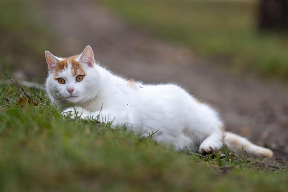 Es gibt Möglichkeiten, um Katzen vor der Vogelgrippe zu schützen. (Symbolbild)Monika Skolimowska/dpa-Zentralbild/dpa