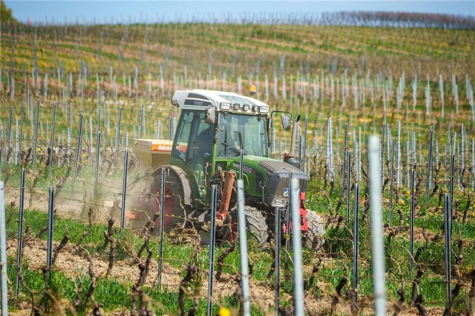 Es gibt ganz unterschiedliche Mischungen für Blühstreifen. Andreas Arnold/dpa