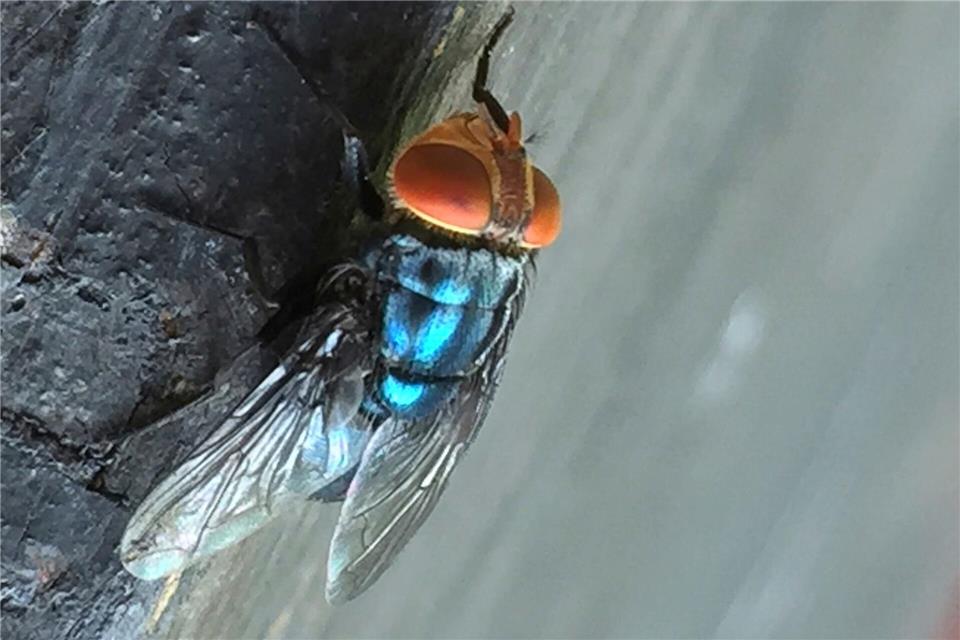 Es gibt gute Möglichkeiten, die Neuwelt-Schraubenwurmfliege gezielt zu bekämpfen.Denise Bonilla/U.S. Department of Agriculture/AP/dpa