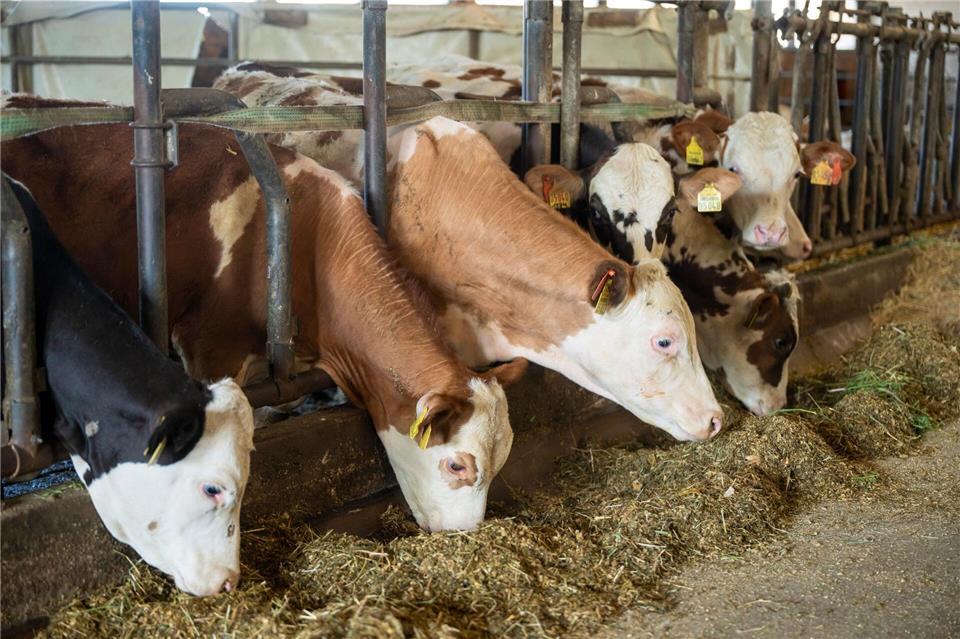 Es gibt keine offiziellen Zahlen dazu, wie viele Ochsen in Bayern gehalten werden. (Archivbild)Peter Kneffel/dpa