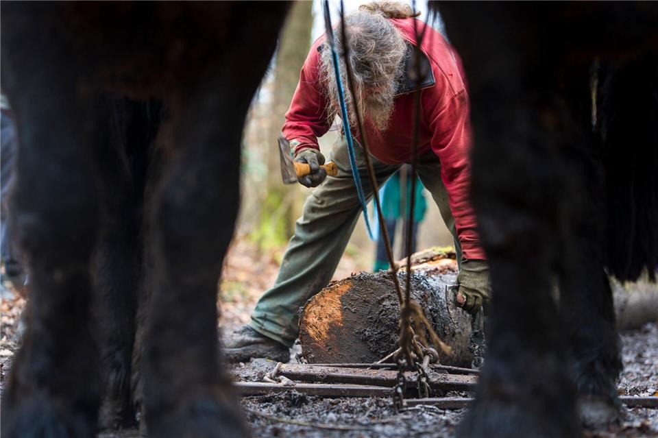 Es gibt nur noch wenige hauptberufliche Holzrücker in Hessen. Beim Zugpferdfestival wollen sie auf das Handwerk aufmerksam machen.Andreas Arnold/dpa