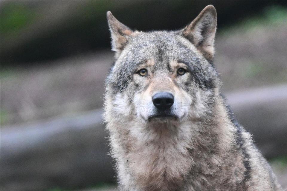 Es gibt nur wenige Wölfe in freier Wildbahn in Baden-Württemberg. (Symbolbild)Bernd Weißbrod/dpa