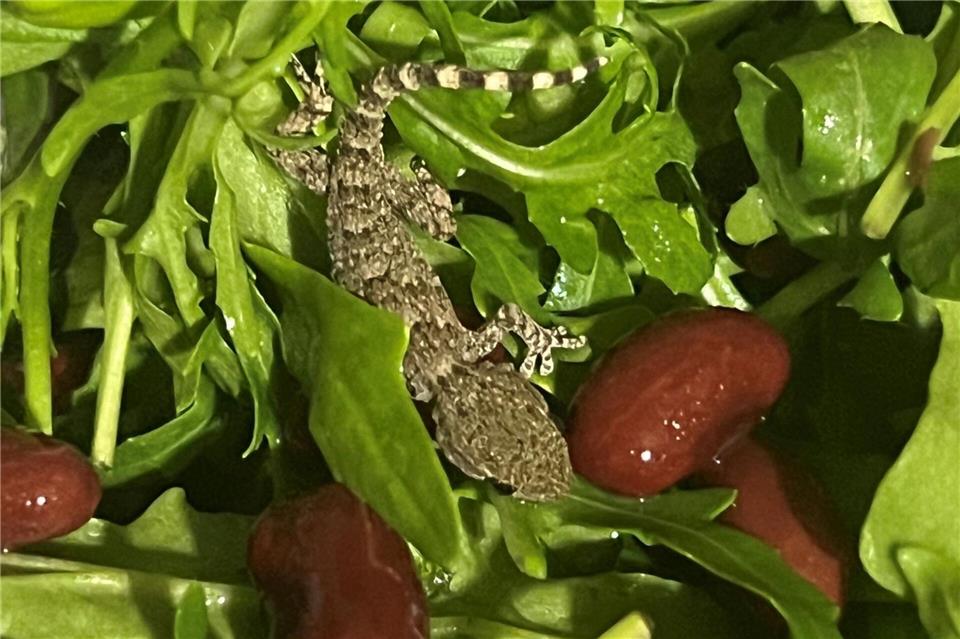 Es handelt sich um einen jungen Mauergecko.-/Karolina Badora  /dpa