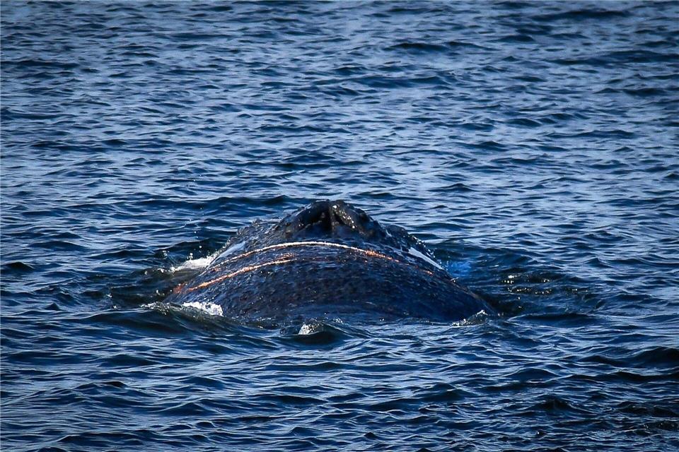 Es handelt sich um einen zehn bis zwölf Meter langen Finnwal. Tom Schultz/WISMAR.FM/dpa