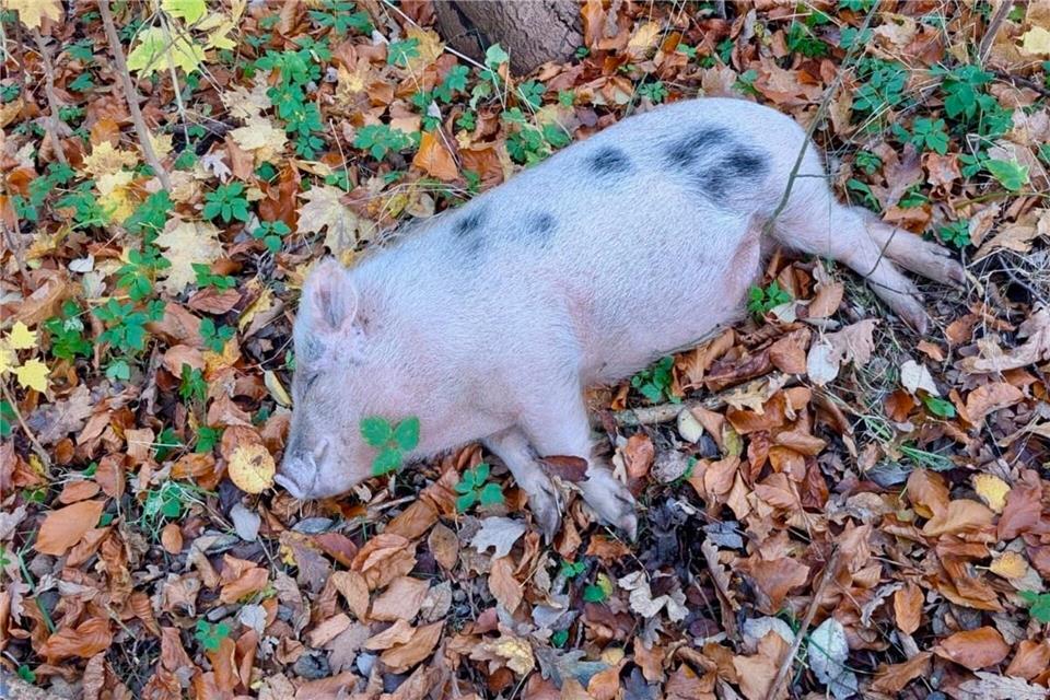 Es hatte gefährliche Situationen und einen Unfall gegeben: Daher hat eine Jägerin das Schwein in Bremervörde erlegt. Uwe Hartwig/--/dpa