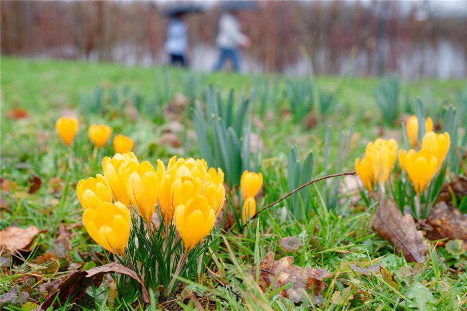 Es ist Frühling in Baden-Württemberg.Uwe Anspach/dpa