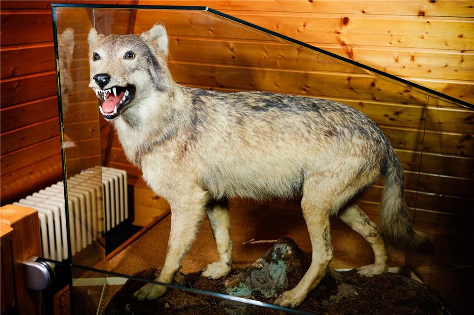 Es ist auch nicht geplant, den toten Wolf auszustellen, wie es mit dem „letzten Wolf vom Odenwald“ geschehen ist.(Archiv)Uwe Anspach/dpa