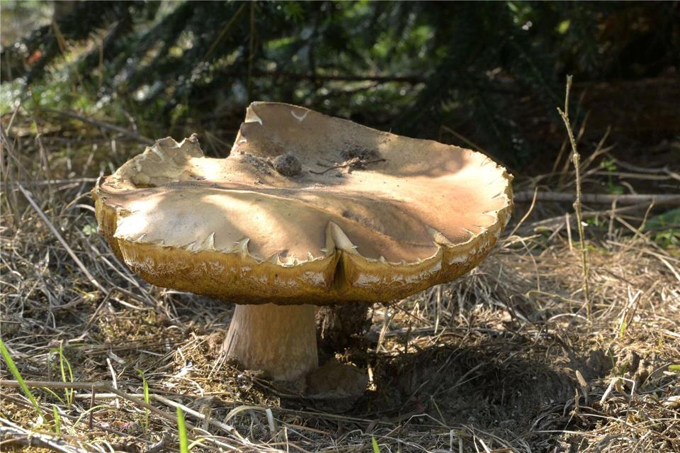 Es ist die Zeit, in der Pilzsammler wieder ausströmen. Aber nicht alle Pilze darf man essen. Michael Bahlo/dpa