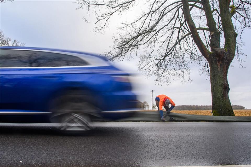 Es ist mild und feucht - die Amphibien machen sich auf ihre Wanderung. Der Straßenverkehr ist eine Gefahr für sie. Klaus-Dietmar Gabbert/dpa