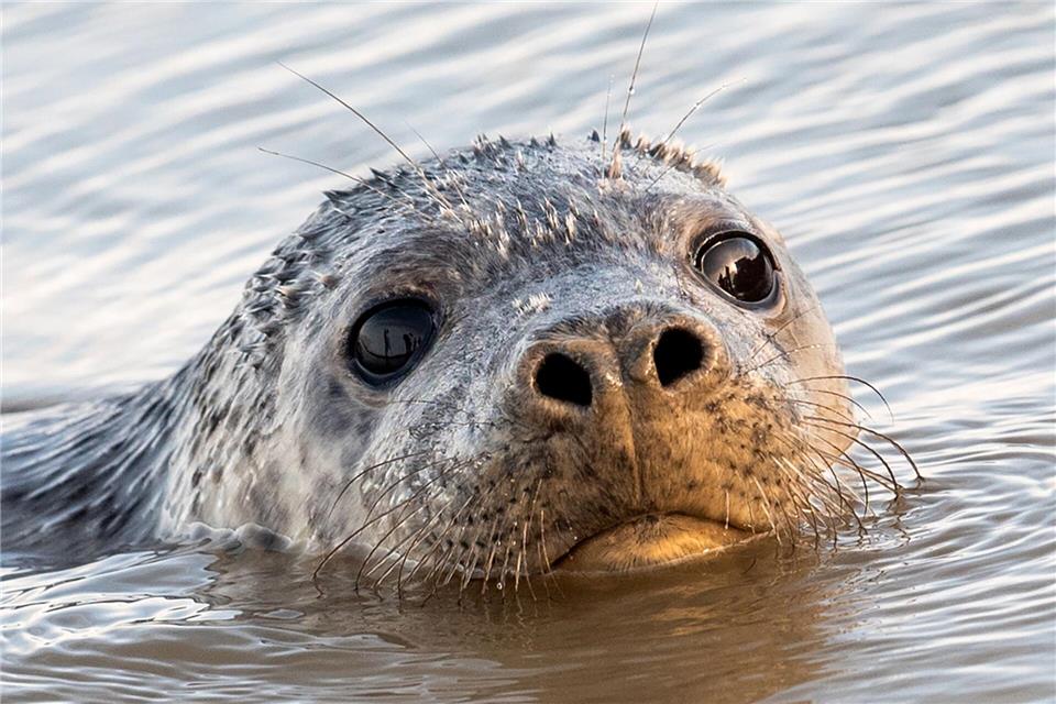 Es ist nicht ungewöhnlich, dass Robben auch in Flüssen schwimmen und ins Landesinnere vordringen. (Symbolbild)Daniel Bockwoldt/dpa