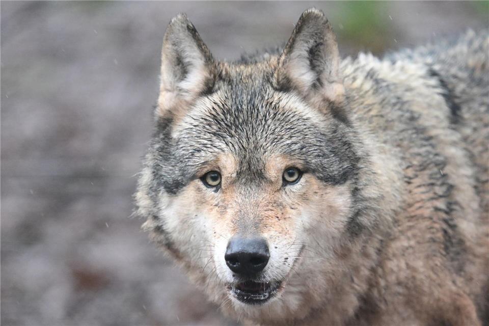 Es ist noch unklar, ob die Ausnahmegenehmigung zu Abschuss des Wolfs im Nordschwarzwald verlängert wird. (Symbolbild)Bernd Weißbrod/dpa