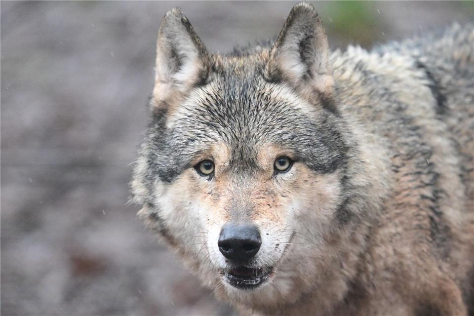 Es ist noch unklar, ob die Ausnahmegenehmigung zum Abschuss des Wolfs im Nordschwarzwald verlängert wird. (Symbolbild)Bernd Weißbrod/dpa