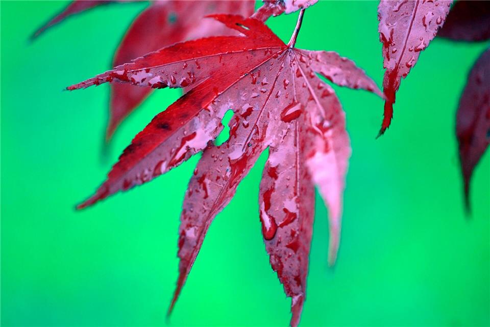 NRW-Wetter: Regnerisches Wochenende erwartet Es ist regnerisch am Wochenende. Pflanzen können die Feuchtigkeit gebrauchen.Roberto Pfeil/dpa