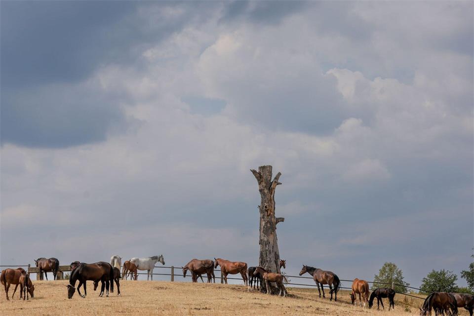 Es sind wieder Schauer und Gewitter angesagt. (Archivbild)Thomas Warnack/dpa
