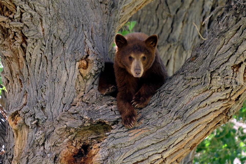 Es war nicht dieser Bär, der wegen eines Hundes auf einen Baum kletterte. Die Geschichte aus den USA begeistert das Internet. (Symbolbild)picture alliance / dpa