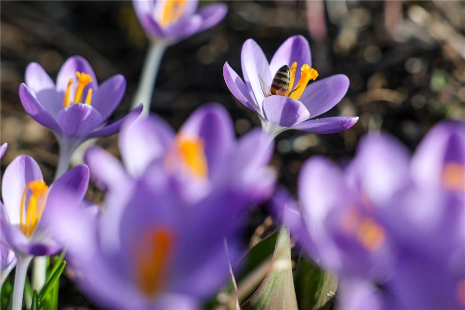 Es wird frühlingshaft in Sachsen-Anhalt. (Symbolbild)Jan Woitas/dpa